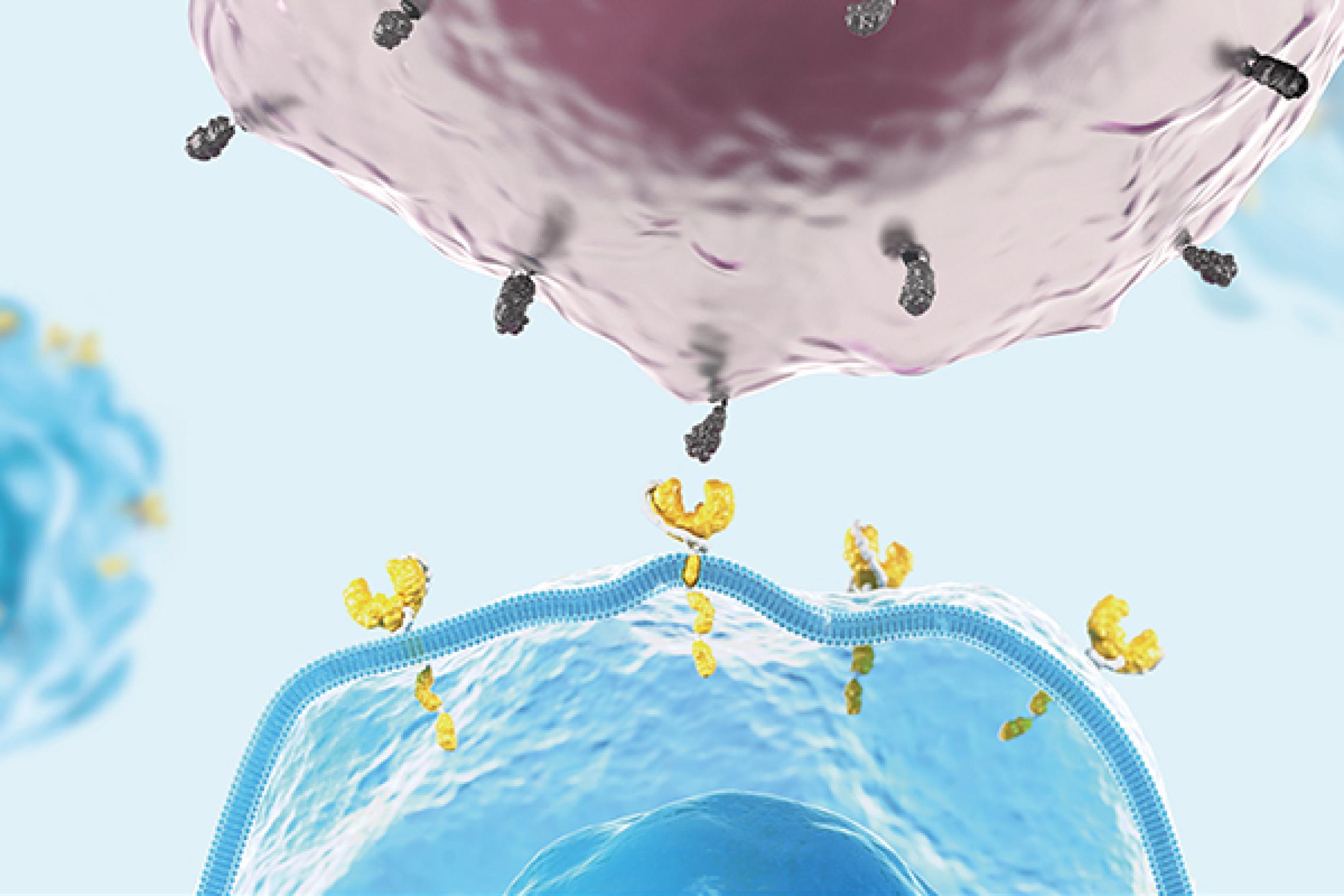 CAR-T-Zellen erkennen und zerstören Zellen eines malignen Tumors. Die CAR-T-Zelltherapie vereint die Spezifität von monoklonalen Antikörpern mit der zytotoxischen und Gedächtnisfunktion von T-Zellen.