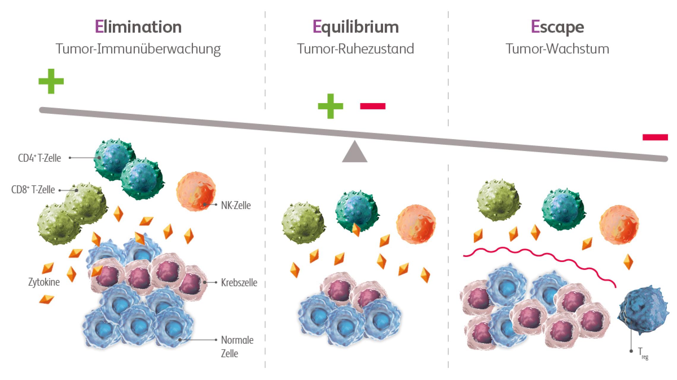 Der Prozess des Immunoediting: Tumorüberwachung und Zellelimination, Ruhezustand mit Equilibrium sowie Tumorwachstum bei Immunescape.
