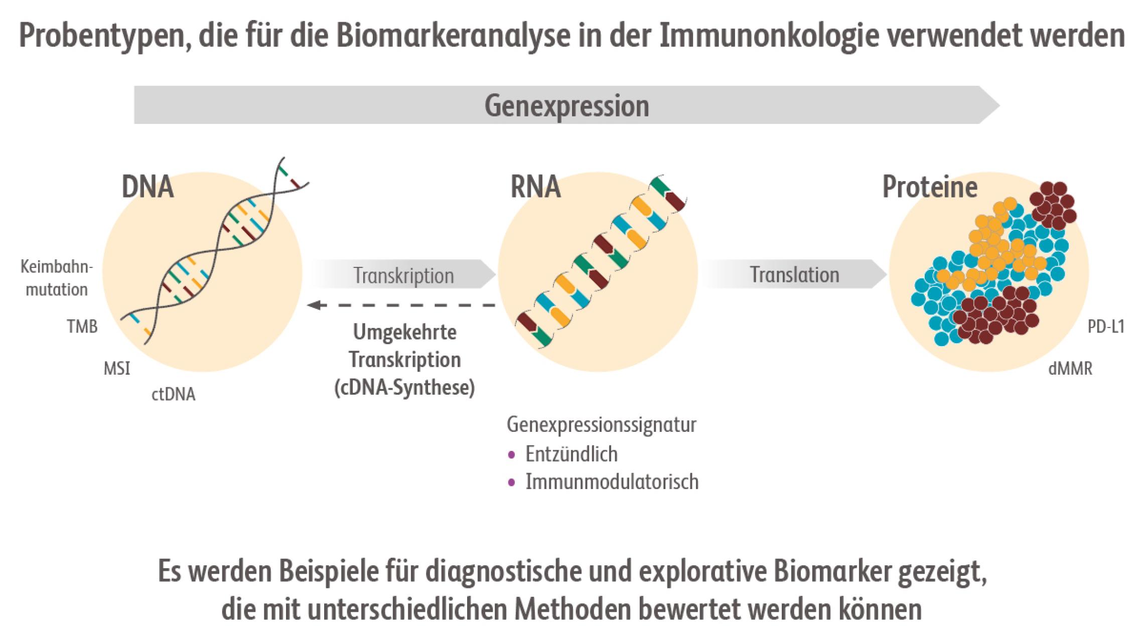 Biomarker, die in der Immunonkologie verwendet werden, können Moleküle sein, die in Blut oder Geweben nachgewiesen und gemessen werden können, wie z. B. DNA, RNA oder Proteine.