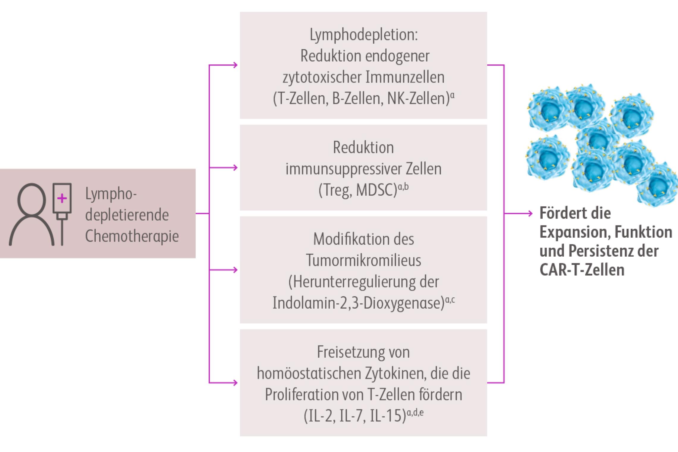 Vor der Infusion der CAR-T-Zellen erfolgt in der Regel eine Konditionierung in Form einer milden, sog. lymphodepletierenden Chemotherapie. Diese soll die Anzahl sowohl an Immun- als auch Tumorzellen reduzieren und so ein günstiges Milieu für die Proliferation der CAR-T-Zellen schaffen.