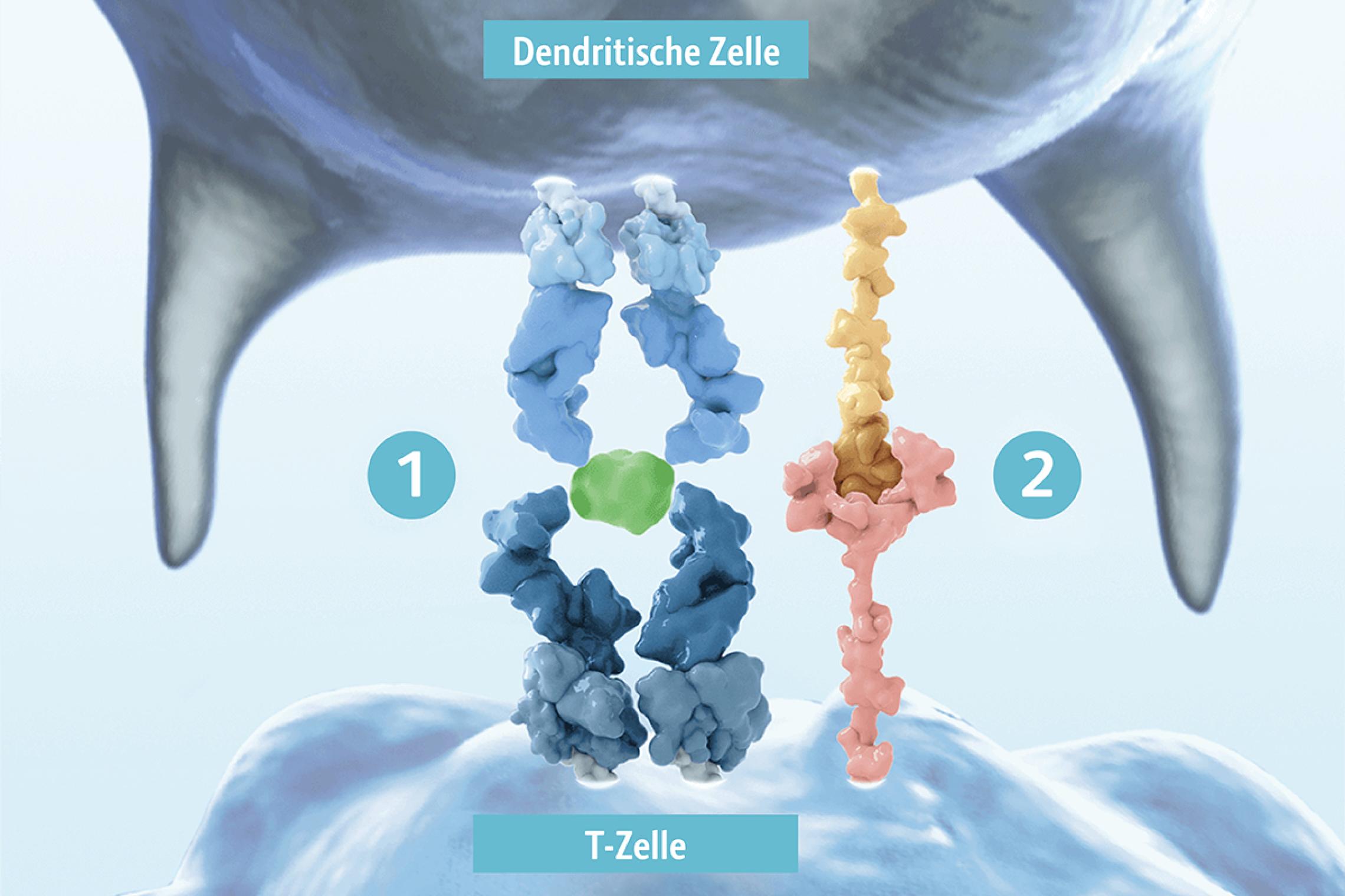 T-Zellen benötigen für ihre Aktivierung zwei Signale: Zum einen die Präsentation prozessierter Antigene, z.B. durch dendritische Zellen, zum anderen Signale kostimulatorischer Rezeptoren wie 4-1BB oder CD28.