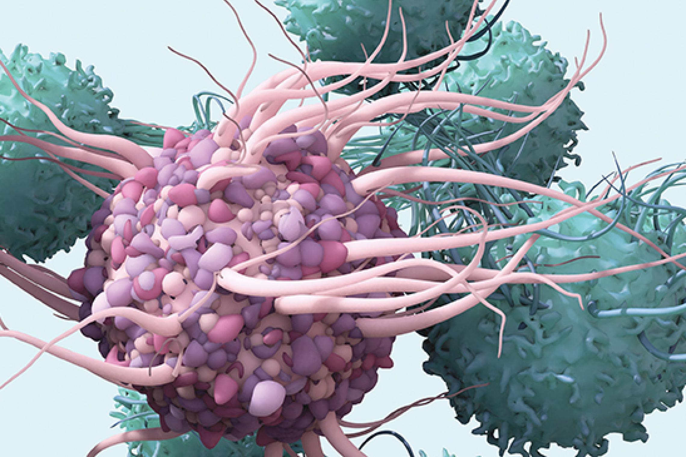 Antigenpräsentierende Zellen, z. B. dendritische Zellen oder Makrophagen prozessieren Antigen und präsentieren dieses den T-Zellen.