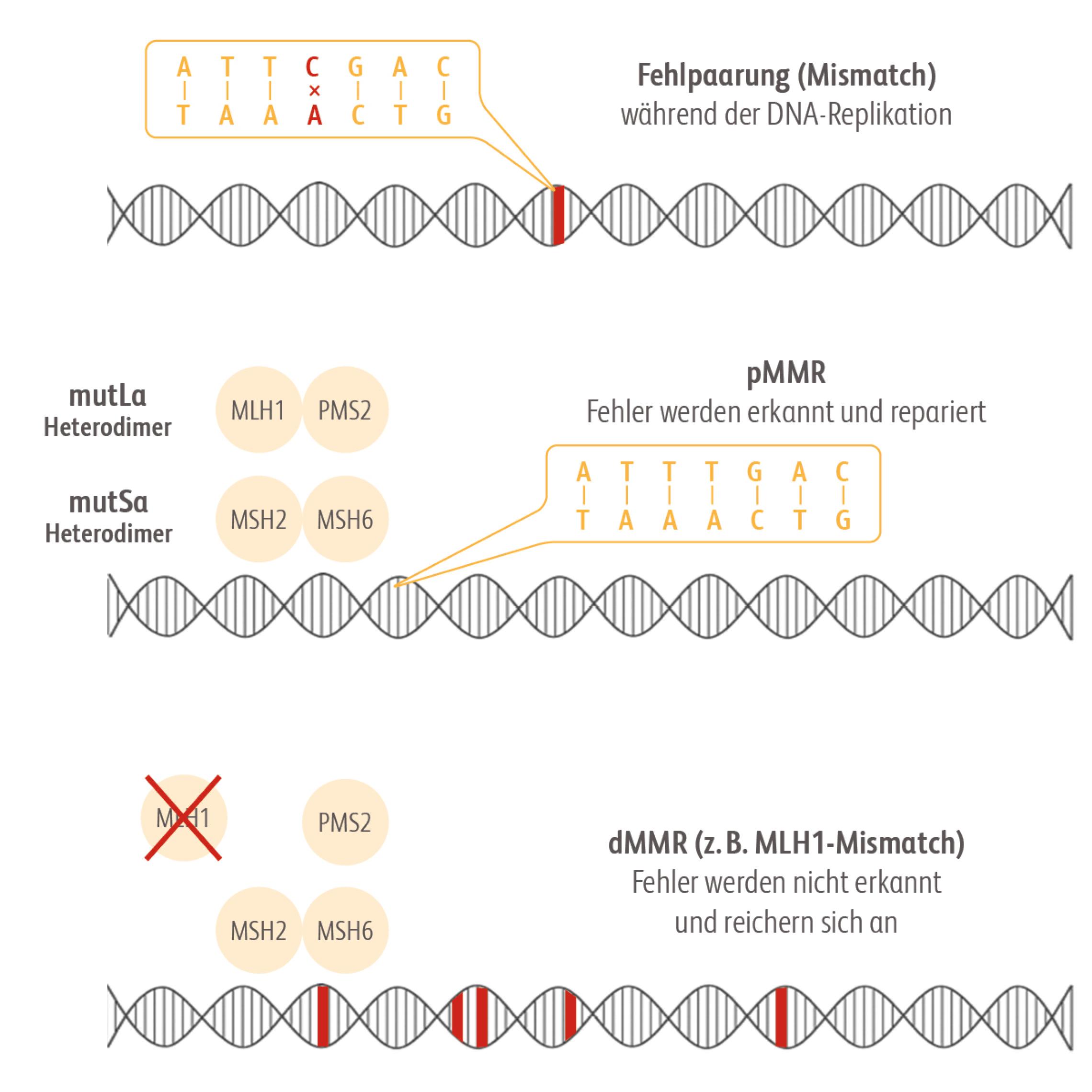 Ist das DNA-Mismatch-Reparatursystem defekt (dMMR) werden Fehler nicht mehr erkannt und repariert. Mit der Zeit reichern sich Mutationen im Genom an.