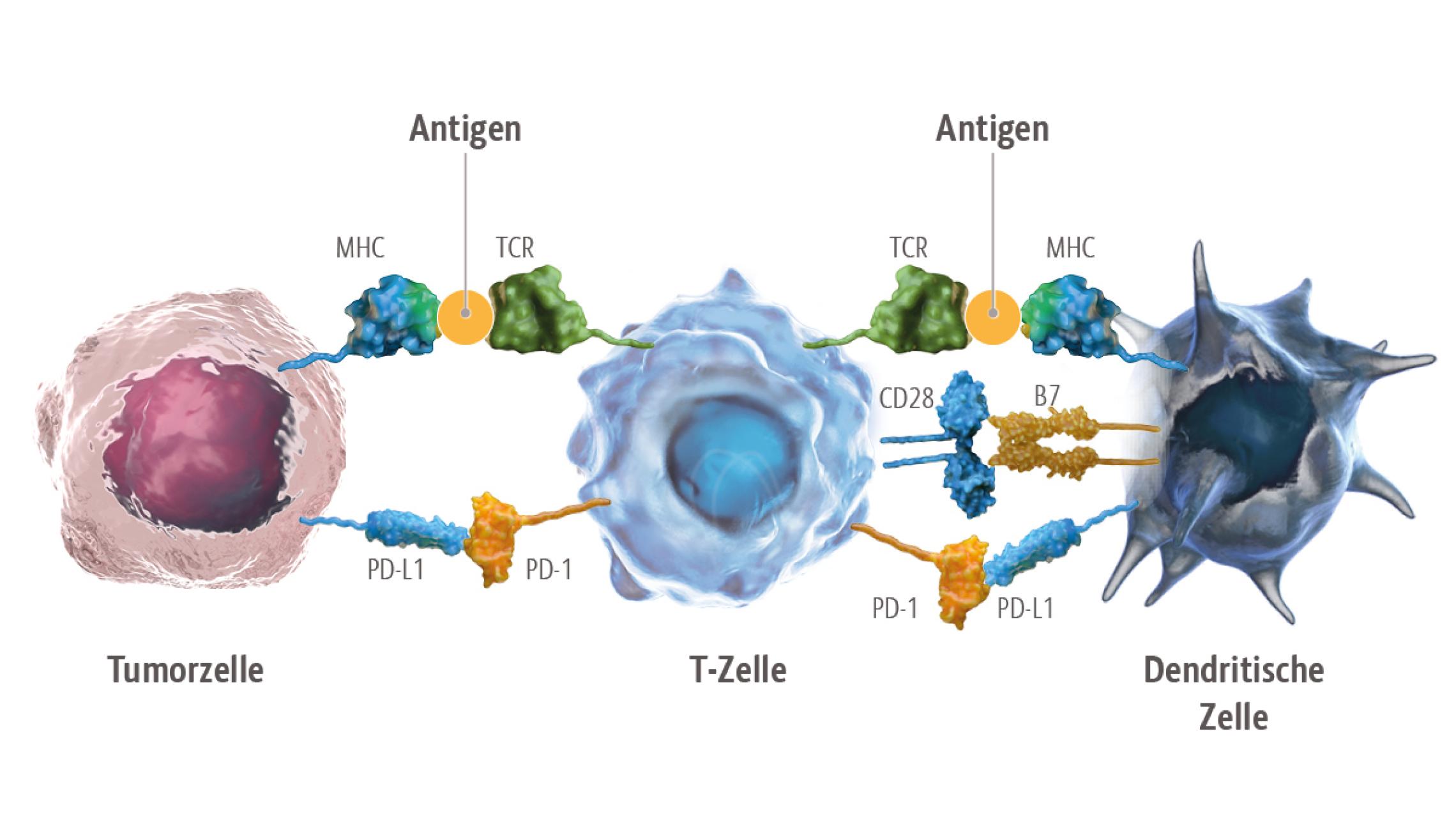 Die Inhibition von PD-1 auf T-Zellen führt zu einer Reaktivierung der antitumoralen Immunaktivität und damit zu einer Zerstörung von Tumorzellen durch das körpereigene Immunsystem.