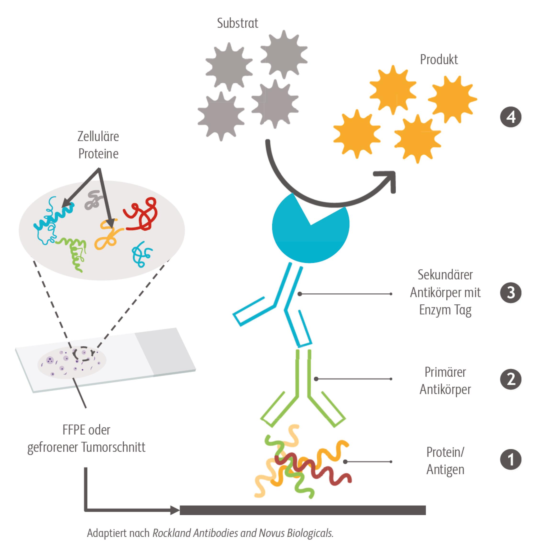 Zum immunhistochemischen Nachweis der Erkennung und Bindung der primären Antikörper an ihre Zielstruktur dienen sekundäre Antikörper, die mit hoher Sensitivität und Spezifität an den primären Antikörper binden.