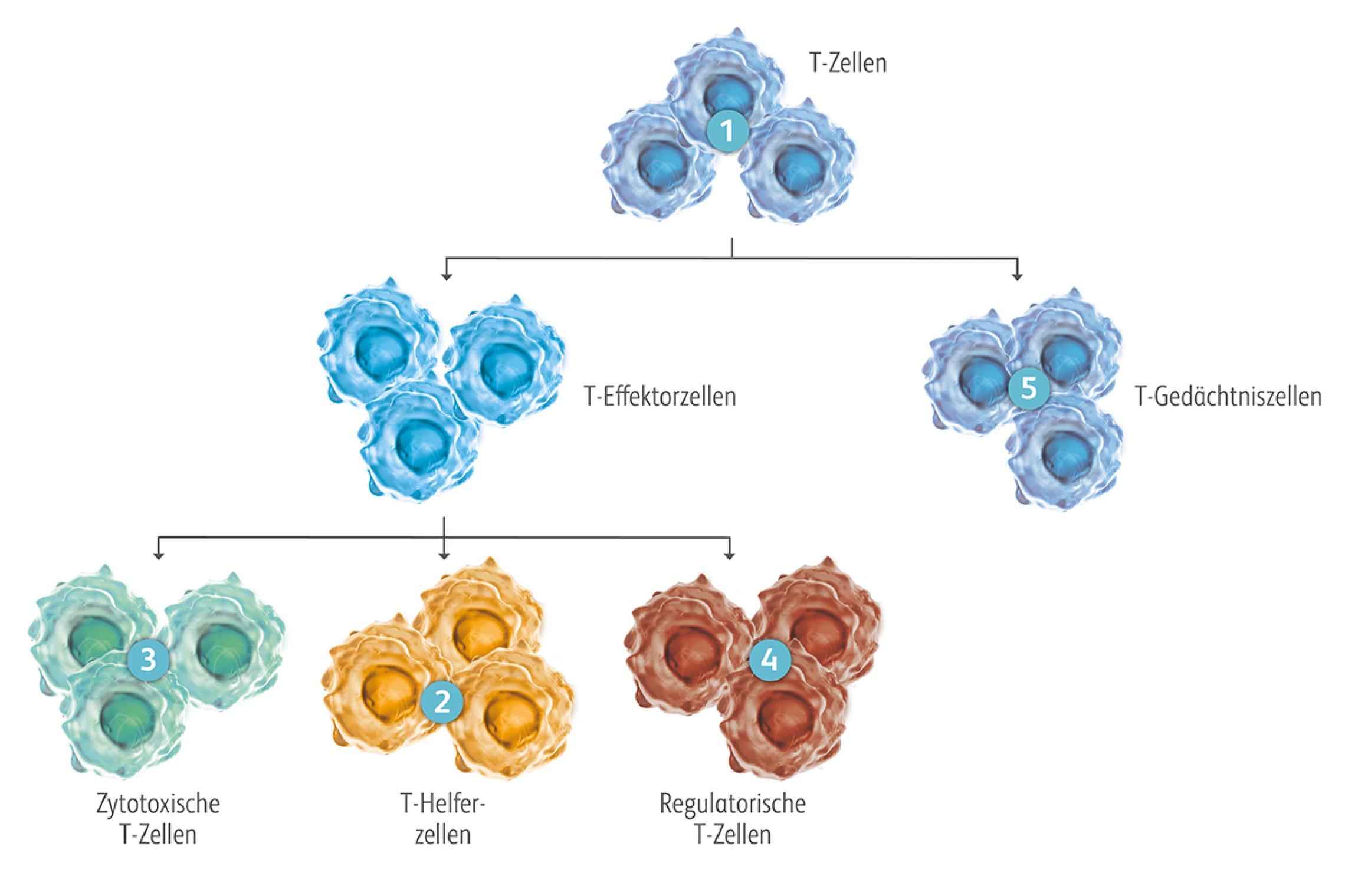 Nach ihrer Aktivierung differenziert sich ein Teil der T-Zellen in T-Effektorzellen, die während der Immunantwort als T-Helferzellen, zytotoxische und regulatorische T-Zellen unterstützende, abtötende und regulatorische Funktionen übernehmen. Ein Teil differenziert sich zu den langlebigen T-Gedächtniszellen, die als immunologisches Gedächtnis bei erneutem Antigenkontakt eine rasche Immunantwort einleiten.