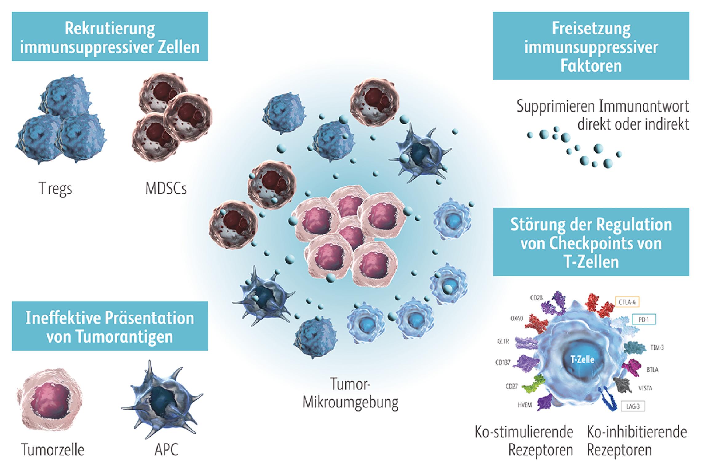 Tumorzellen entgehen der Immunabwehr, indem sie u. a. keine oder nur wenige Tumorantigene bilden, negative kostimulatorische Moleküle exprimieren, die Antigenpräsentation beeinträchtigen und/oder immunsuppressive Zytokine freisetzen bzw. immunsuppressive Zellen rekrutieren.